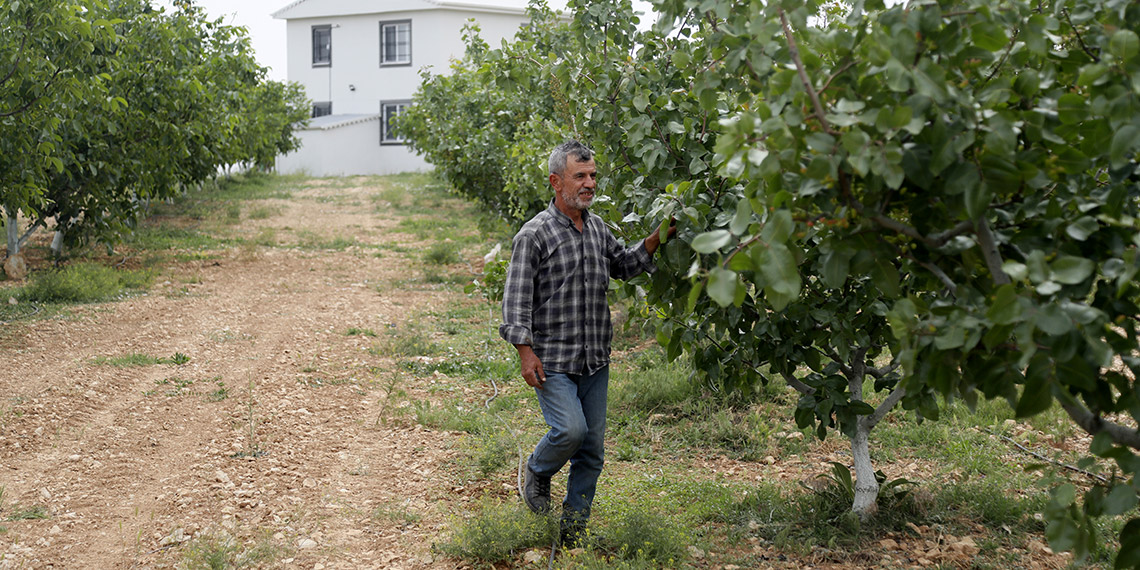 Antalya'nın kurak ve atıl arazileri, Antep fıstığıyla hayata döndü