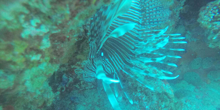 Aslan balığı artışı, yerli türleri tehdit ediyor