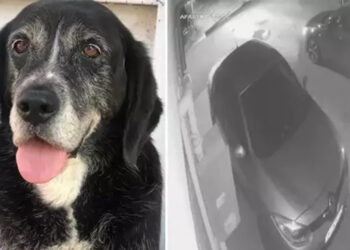 Ataşehir'de sokakta uyuyan köpeği ezip kaçtı