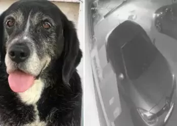 Ataşehir'de sokakta uyuyan köpeği ezip kaçtı 
