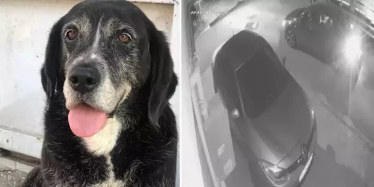 Ataşehir'de sokakta uyuyan köpeği ezip kaçtı 
