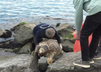 Avcılar sahilinde ölü caretta caretta bulundu
