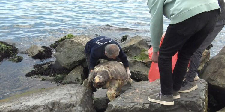 Avcılar sahilinde ölü caretta caretta bulundu