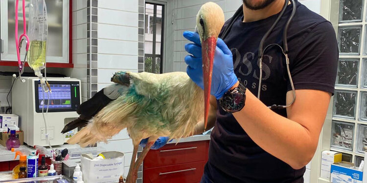 Avcıların vurduğu leylek, bir daha uçamayacak