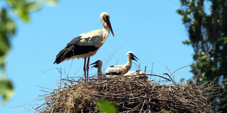 Aydın'daki leyleklerin sayısı giderek azalıyor