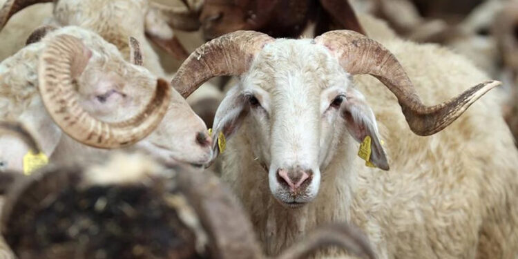 Bakanlık, kurbanlık sevkine ilişkin kuralları belirledi