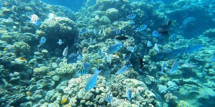 Berrak sularıyla Kızıldeniz'in en iyi dalış noktası: Şarm El Şeyh