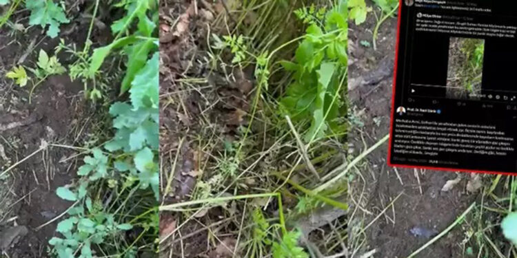 Bingöl'de yer altından gelen ses deprem habercisi mi? Naci Görür'den açıklama