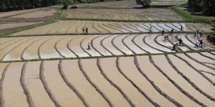 Bitlis'te dededen kalma yöntemlerle imece usulü çeltik ekimi