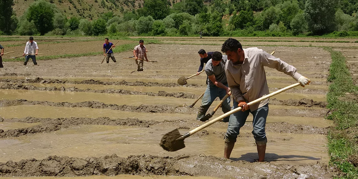 Bitlis'te dededen kalma yöntemlerle imece usulü çeltik ekimi