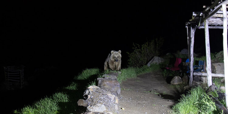Bitlis'teki bozayıları elle beslenmeyin uyarısı