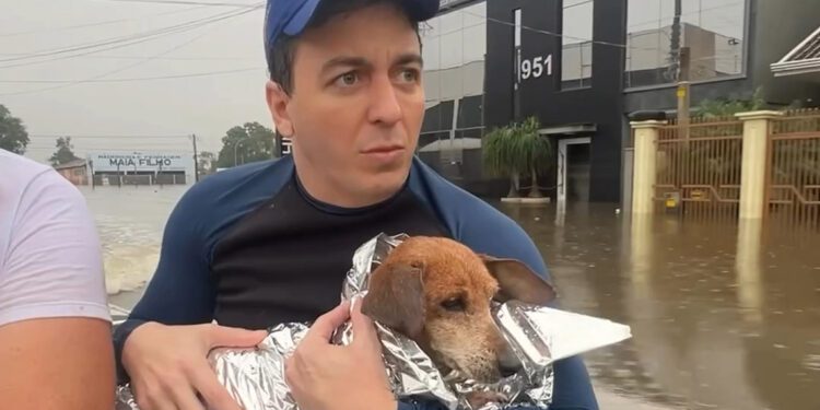 Brezilyalı milletvekili ve meclis üyesi, yüzlerce hayvanı selden kurtardı