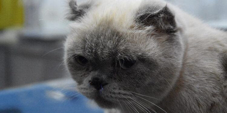 Burun yapısı dar olan kediye estetik operasyon