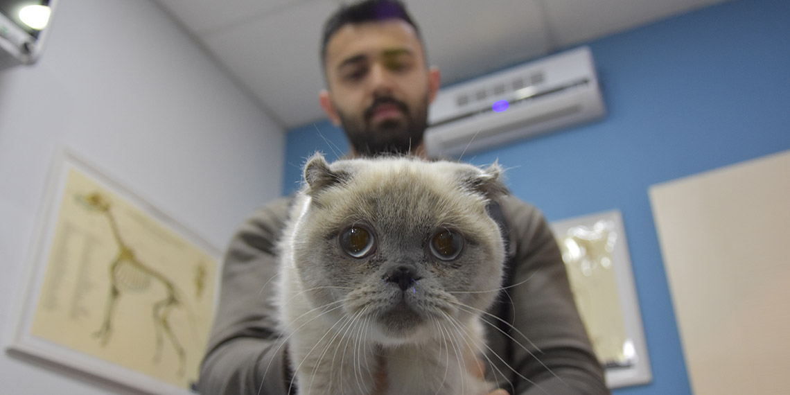 Burun yapısı dar olan kediye estetik operasyon