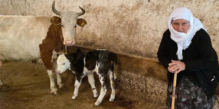 Buzağısını satarak parasını Filistin'e gönderecek