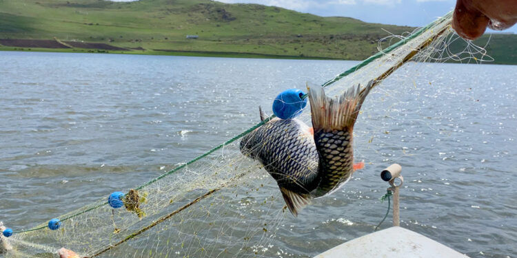 Buzları çözülen Çıldır Gölü'nde balık bereketi yüzleri güldürdü