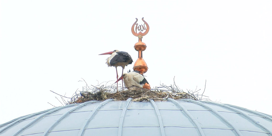 Caminin kubbesine çıkıp leyleklere yuva kurdular
