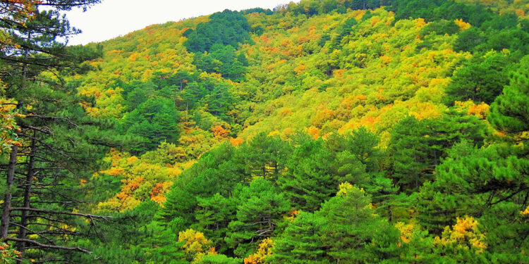 Çanakkale'de ormanlara giriş yasağı