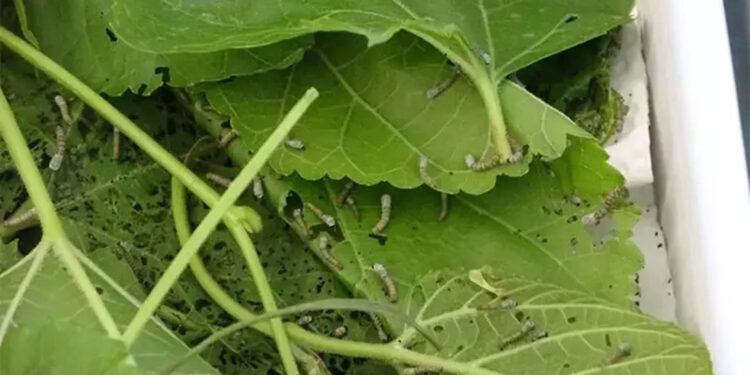 Çevre kirliliği artışı ipek böceği üreticiliğini olumsuz etkiliyor