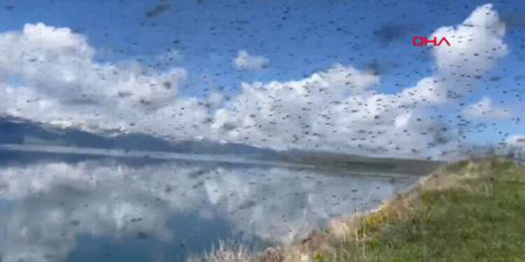 Çıldır gölünde yeşil sinek istilası