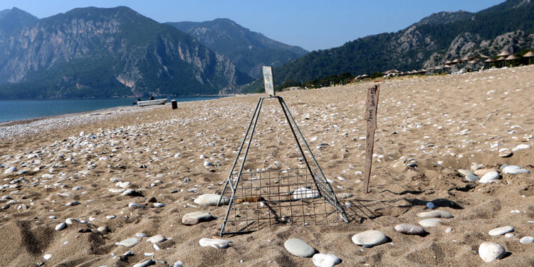 Çıralı'da caretta caretta sezonu 1 ay erken başladı