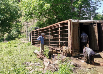 Çukurca kara yolunda devrilen TIR'daki onlarca koyun öldü