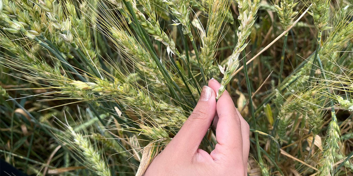 Diyarbakır ve Batman'da sağanak ve ceviz büyüklüğündeki dolu yağışı nedeniyle ekili tarım arazileri zarar gördü, serçeler öldü.