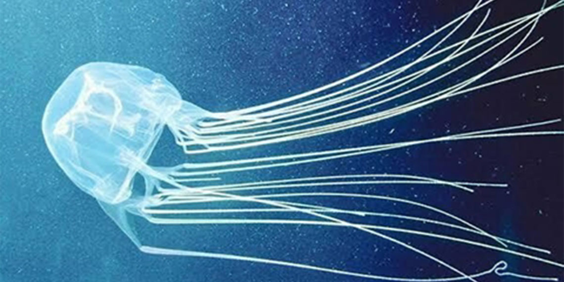 Nyad filmini yaşadı; Bengisu Avcı'ya denizanası temasları