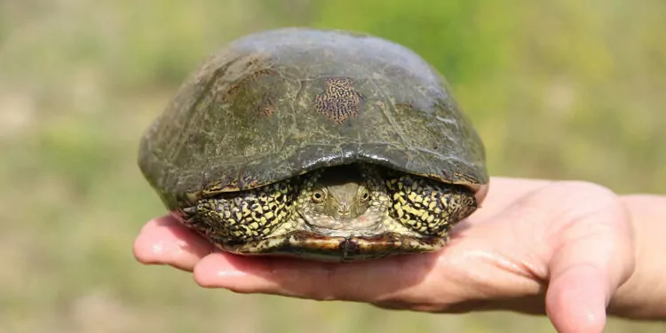 Düzce'de bulunan 'benekli kaplumbağa' korumaya alındı