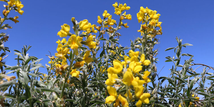 Eber sarısının özelliği baklagillere aktarılacak