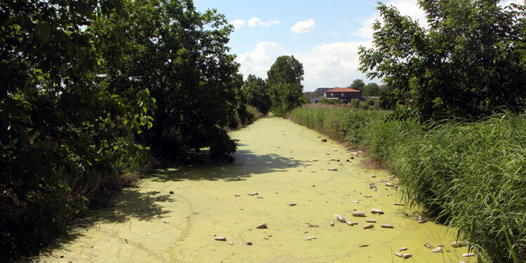 Edirne'deki Bayır Deresi, kirlilikten yeşile büründü