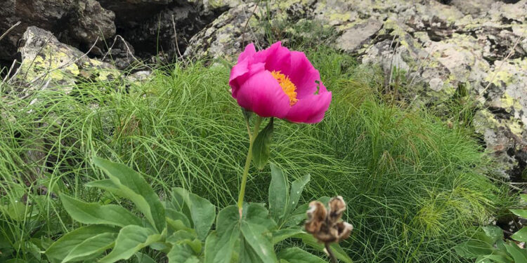 Erciyes Dağı'ndaki şakayıkları koparmanın cezası 244 bin TL