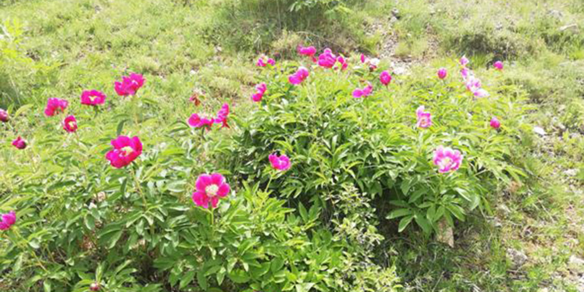 Erciyes Dağı'ndaki şakayıkları koparmanın cezası 244 bin TL