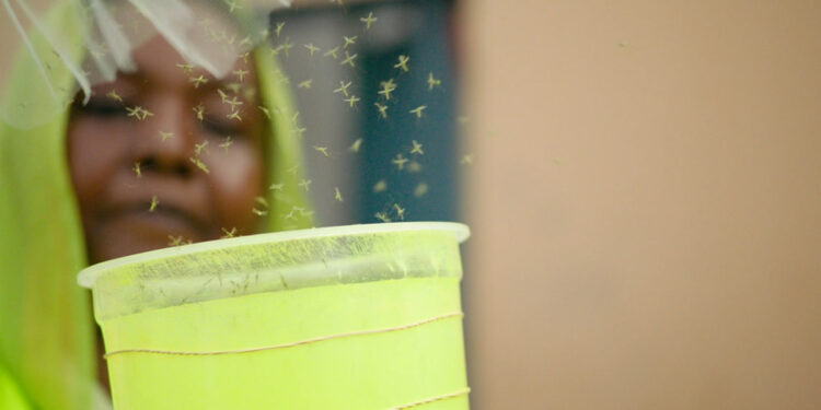 Genetiği değiştirilmiş sivrisinekler sıtmayla savaşacak