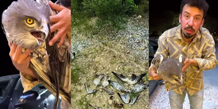 'Göçmen kuşları vurmayın artık' çağrısı