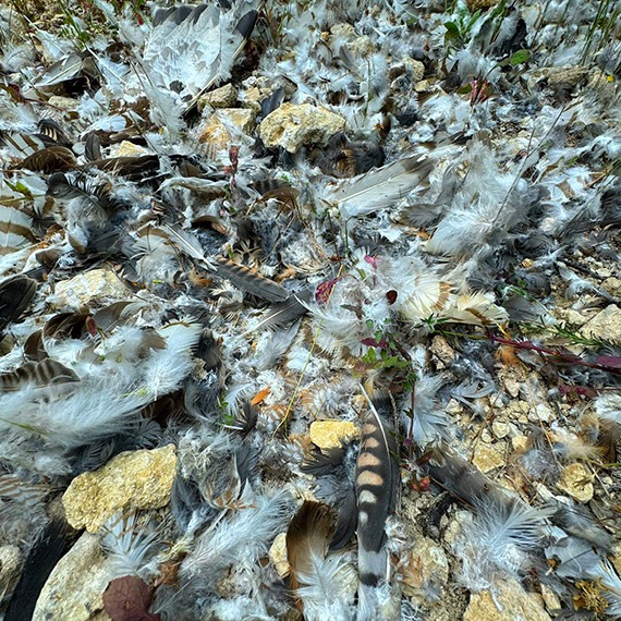 'Göçmen kuşları vurmayın artık' çağrısı