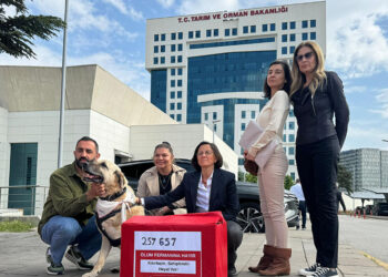 Hayvanseverlerden sokak köpekleri için bakanlığa 257 bin imza