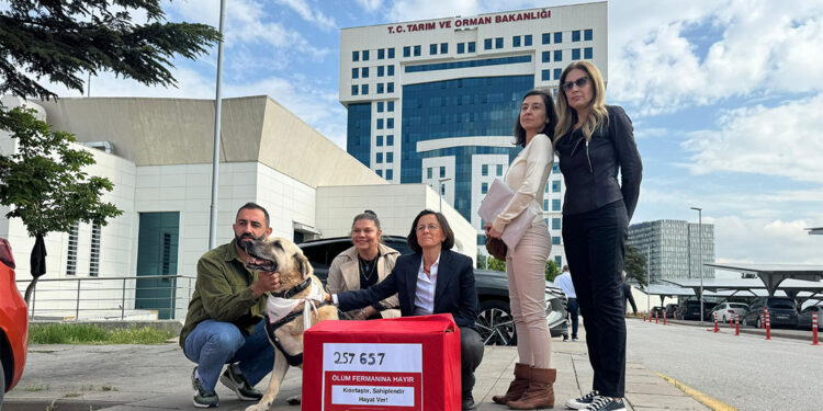 Hayvanseverlerden sokak köpekleri için bakanlığa 257 bin imza