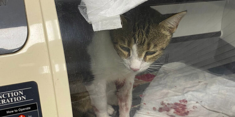 İkinci Eros vakasında sanığın yargılanmasına başlandı