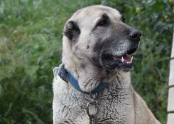 İklim değişikliği nedeniyle Kangal köpeği üretimi yüzde 50 düştü