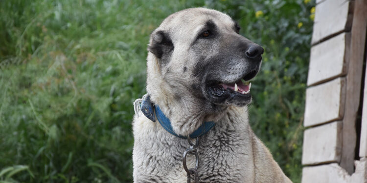 İklim değişikliği nedeniyle Kangal köpeği üretimi yüzde 50 düştü 