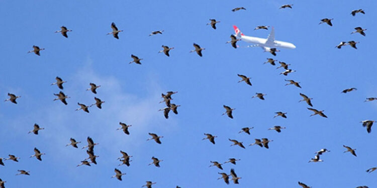 İstanbul Hava Sahası'nda leylek alarmı