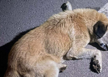 İzmir'de çok sayıda köpek zehirlenerek öldürüldü