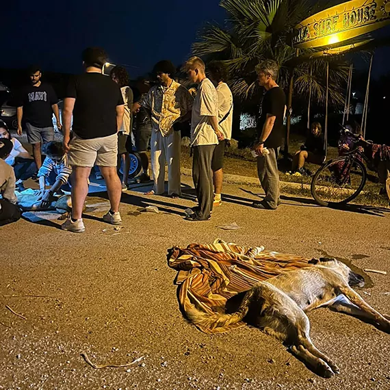 İzmir'de çok sayıda köpek zehirlenerek öldürüldü