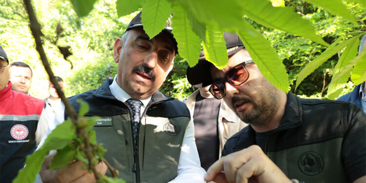 Gal arısına karşı, 600 yırtıcı böcek doğaya salındı