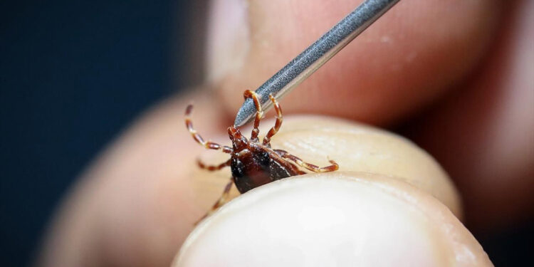 KKKA vakalarında artış yaşanıyor; kene ısırmalarına dikkat