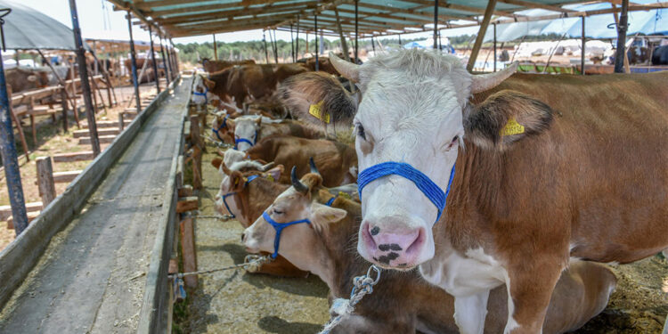 Kurban kesim fiyatları belirlendi