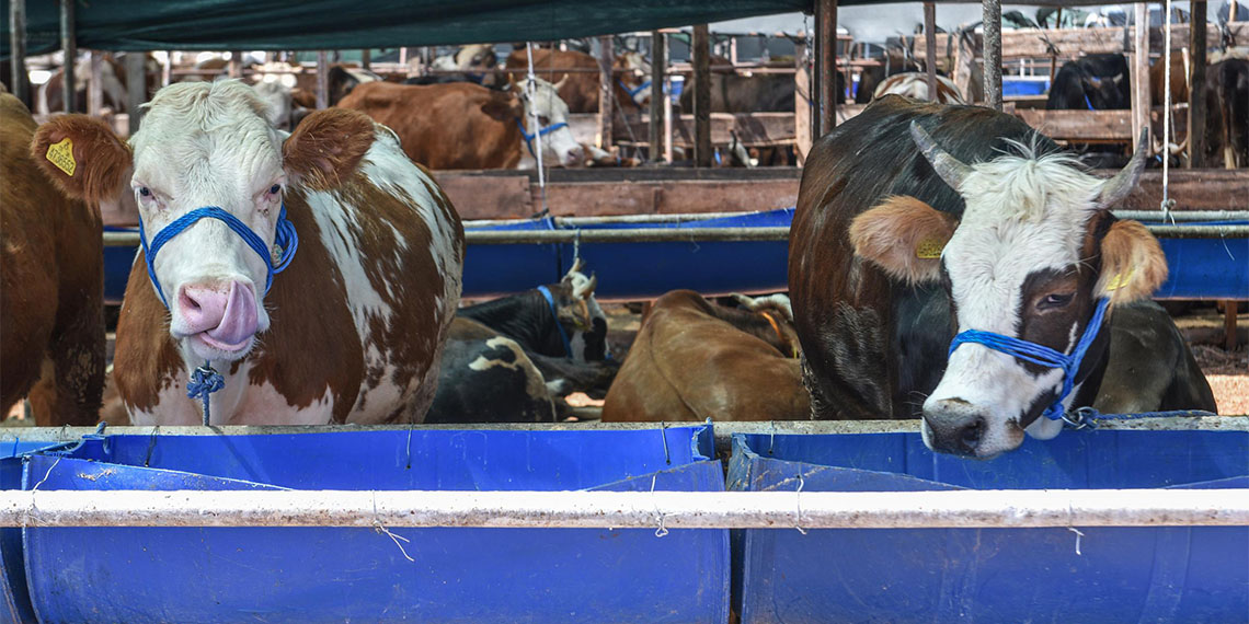 Türkiye Kasaplar Federasyonu Başkanı Osman Yardımcı, kurban kesim fiyatlarının belirlendiğini açıkladı.