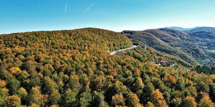 Kastamonu'da ormanlara giriş yasağı