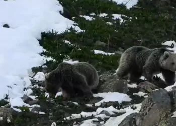 Kış uykusundan uyanan ayıların yiyecek arayışı kamerada